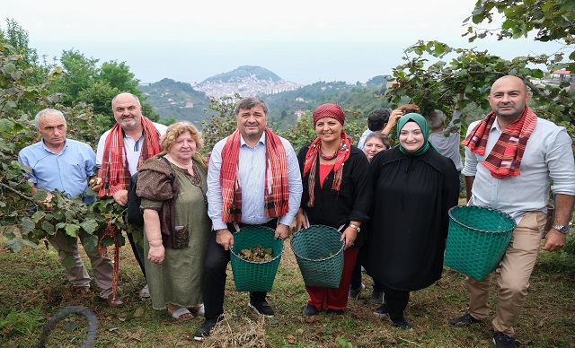 GİRESUN'DA FINDIK HASADI COŞKUSU
